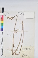 白苞猩猩草藏品圖，第1張