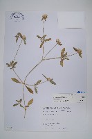 假千日紅藏品圖，第1張