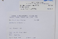 假千日紅藏品圖，第2張