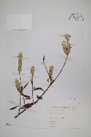 青葙藏品圖，第1張