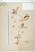 倒吊蓮、匙葉燈籠草藏品圖，第1張