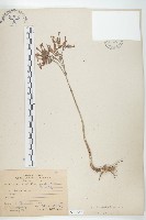 倒吊蓮、匙葉燈籠草藏品圖，第1張