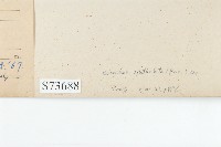 倒吊蓮、匙葉燈籠草藏品圖，第3張