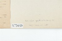 倒吊蓮、匙葉燈籠草藏品圖，第3張