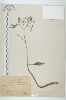 倒吊蓮、匙葉燈籠草藏品圖，第1張