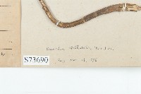 倒吊蓮、匙葉燈籠草藏品圖，第3張