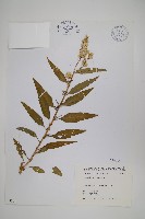 青葙藏品圖，第1張