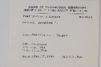 青葙藏品圖，第2張