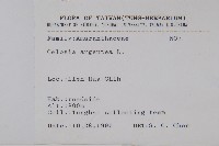 青葙藏品圖，第2張