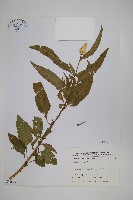 青葙藏品圖，第1張