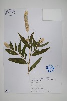 青葙藏品圖，第1張