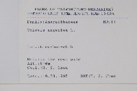 青葙藏品圖，第2張