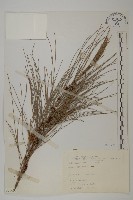 木麻黃藏品圖，第1張