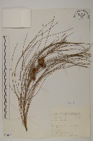 木麻黃藏品圖，第1張