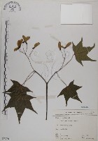 青楓藏品圖，第1張