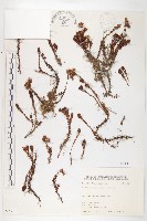 玉山佛甲草藏品圖，第1張