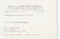 玉山佛甲草藏品圖，第2張