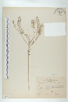 獨行菜藏品圖，第1張