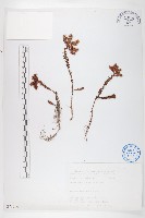 玉山佛甲草藏品圖，第1張