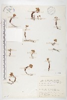 玉山佛甲草藏品圖，第1張