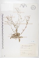 玉山筷子芥藏品圖，第1張