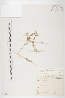 珠芽佛甲草藏品圖，第1張