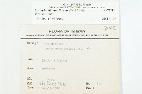 珠芽佛甲草藏品圖，第2張