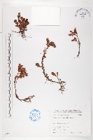 玉山佛甲草藏品圖，第1張