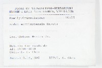 玉山佛甲草藏品圖，第2張