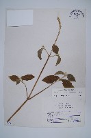 土牛膝藏品圖，第1張