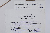 土牛膝藏品圖，第2張