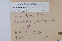 土牛膝藏品圖，第2張