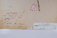 牛膝藏品圖，第2張