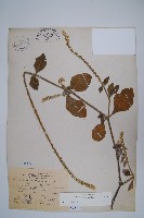 土牛膝藏品圖，第1張