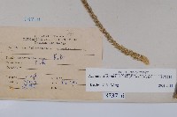 土牛膝藏品圖，第2張