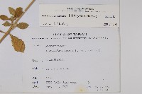 土牛膝藏品圖，第2張