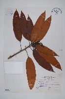 芒果、檬果、檨仔藏品圖，第1張