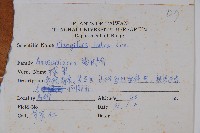 芒果、檬果、檨仔藏品圖，第2張