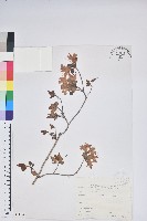 南澳杜鵑藏品圖，第1張