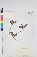 高山白珠樹藏品圖，第1張