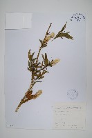 青葙藏品圖，第1張