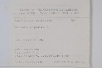 青葙藏品圖，第2張