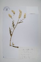 青葙藏品圖，第1張