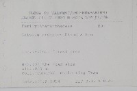 青葙藏品圖，第2張