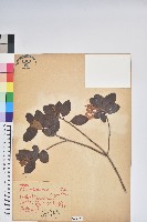 埔里杜鵑藏品圖，第1張