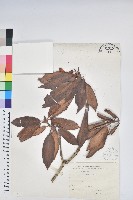 森氏杜鵑、森氏滿江紅藏品圖，第1張