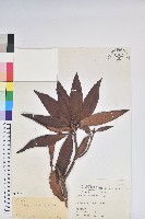 西施花、青紫木藏品圖，第1張