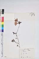 登錄號:S073732藏品圖，第1張