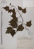 臺灣紅榨槭藏品圖，第1張