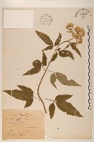 臺灣澤蘭藏品圖，第1張